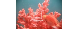 2019流行顏色 Pantone Color of the year 2019  (Living Coral)